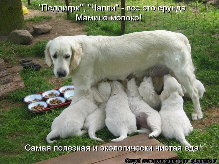 Котоматрица: "Педдигри", "Чаппи" - все это ерунда. Мамино молоко! Самая полезная и экологически чистая еда!
