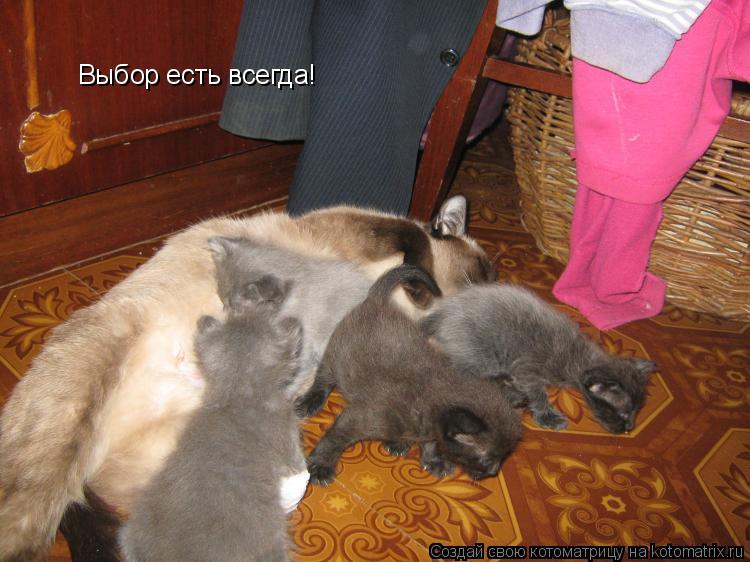 Котоматрица: Выбор есть всегда!