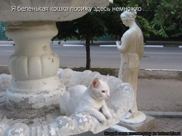 Котоматрица: Я беленькая кошка посижу здесь немножко ...