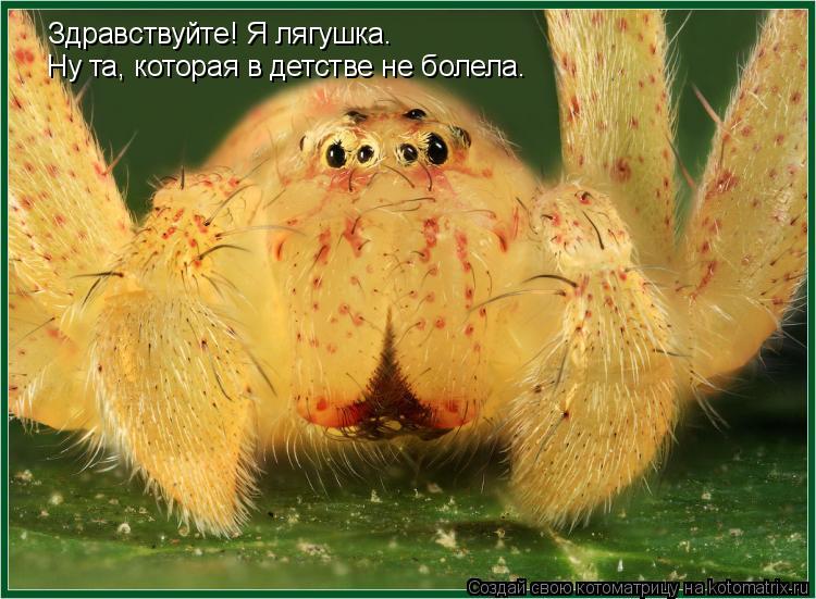 Котоматрица: Здравствуйте! Я лягушка. Ну та, которая в детстве не болела.