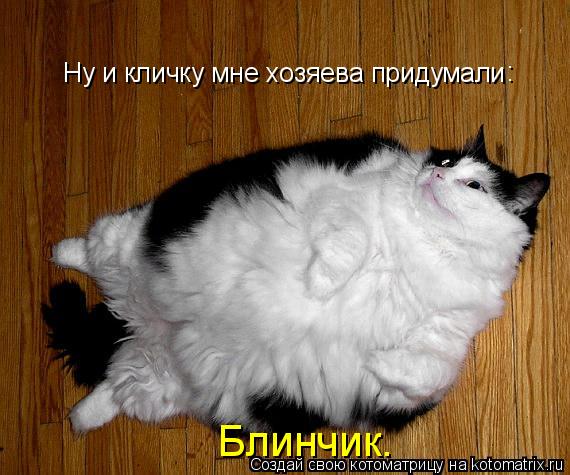 Ну и кличку мне хозяева придумали Блинчик. :... Котоматрица: Ну и кличку мне хозяева придумали Блинчик. :