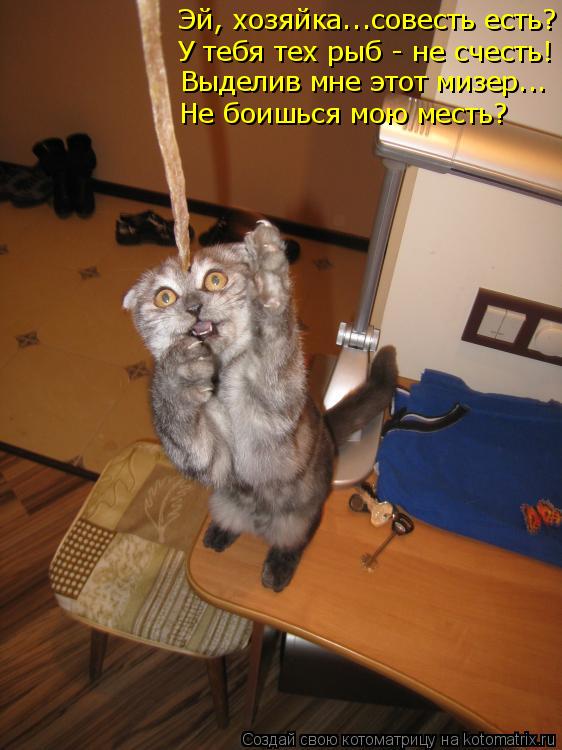 Котоматрица: Эй, хозяйка...совесть есть?  У тебя тех рыб - не счесть! Выделив мне этот мизер... Не боишься мою месть?