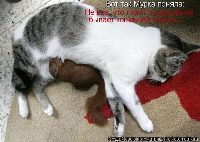 Котоматрица: Вот так Мурка поняла: Не всё, что лазит по деревьям бывает кошачьей породы...