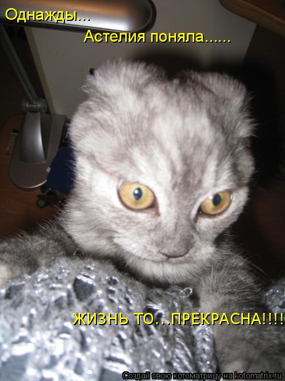 Котоматрица: Однажды... Астелия поняла...... ЖИЗНЬ ТО...ПРЕКРАСНА!!!!