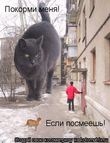 Котоматрица: Покорми меня! Если посмеешь!