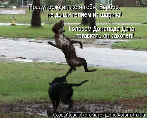 Котоматрица: погавкать он захотел! Голосом Дональда Дака Предупреждал же я тебя, Барбос: не дыши гелием из шарика!