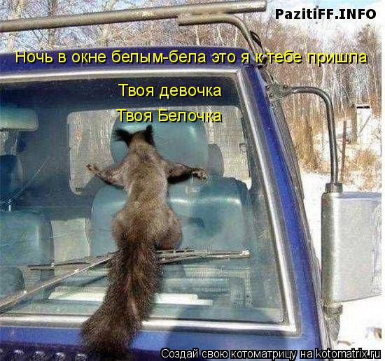 Котоматрица: Ночь в окне белым-бела это я к тебе пришла Твоя девочка Твоя Белочка