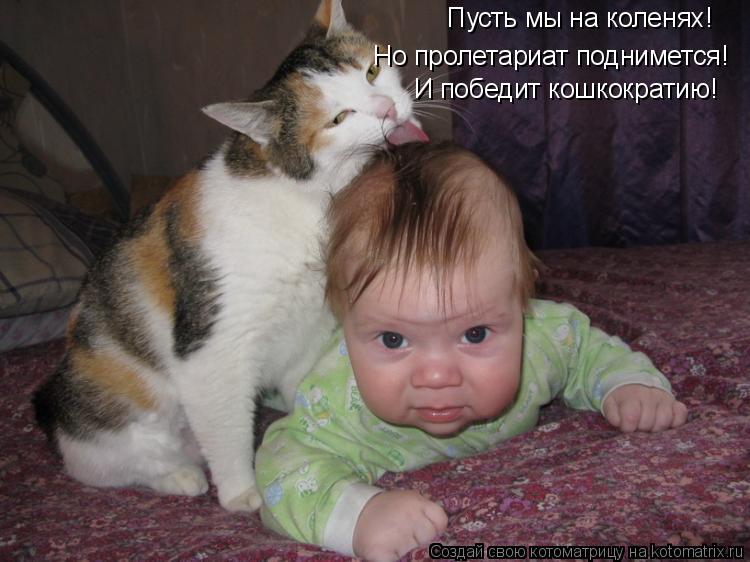 Пусть мы на коленях! Но пролетариат поднимется! И победит кошкократию!... Котоматрица: Пусть мы на коленях! Но пролетариат поднимется! И победит кошкократию!