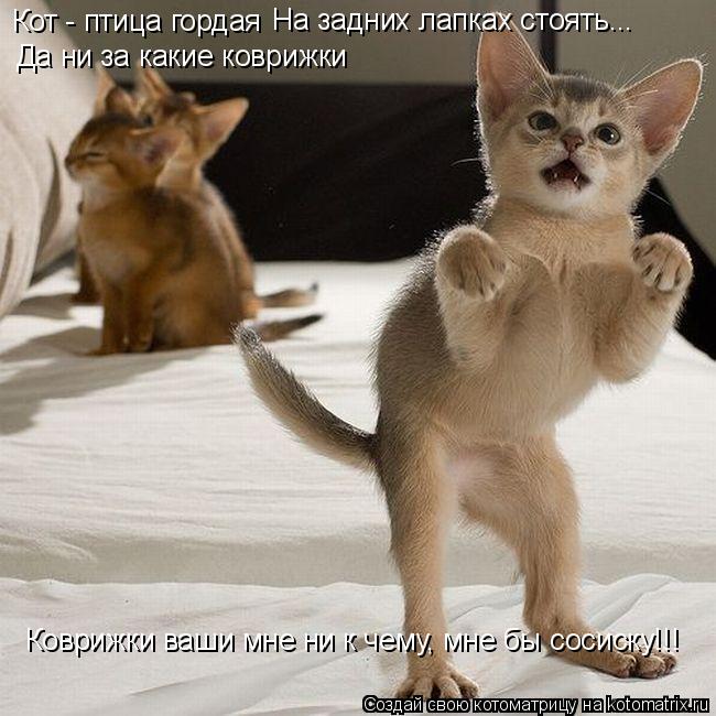Котоматрица: Кот - птица гордая На задних лапках стоять... Да ни за какие коврижки Коврижки ваши мне ни к чему, мне бы сосиску!!!