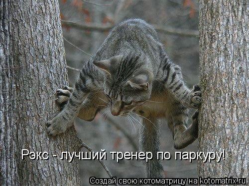 Котоматрица: Рэкс - лучший тренер по паркуру!