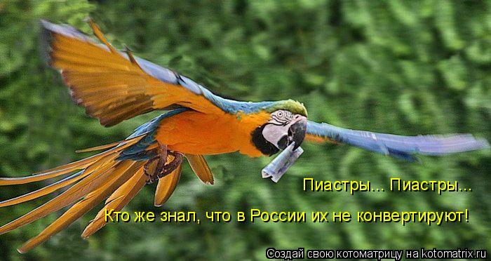 Котоматрица: Пиастры... Пиастры... Кто же знал, что в России их не конвертируют!