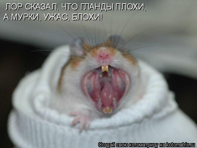 Котоматрица: ЛОР СКАЗАЛ, ЧТО ГЛАНДЫ ПЛОХИ, А МУРКИ, УЖАС, БЛОХИ!