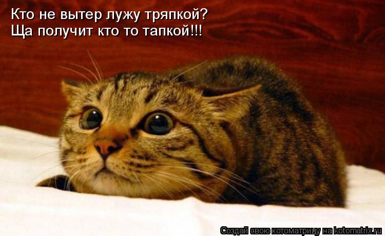 Котоматрица: Кто не вытер лужу тряпкой? Ща получит кто то тапкой!!!