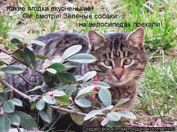 Какие ягодки вкусненькие! Ой, смотри! Зелёные собаки на велосипедах поехали!... Котоматрица: Какие ягодки вкусненькие! Ой, смотри! Зелёные собаки на велосипедах поехали!