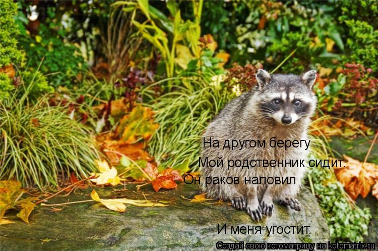 Котоматрица: И меня угостит. На другом берегу Мой родственник сидит. Он раков наловил