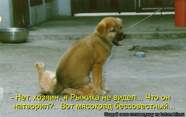 - Нет, хозяин, я Рыжика не видел... Что он натворил?.. Вот мясокрад бессовестный...... Котоматрица: - Нет, хозяин, я Рыжика не видел... Что он натворил?.. Вот мясокрад бессовестный...