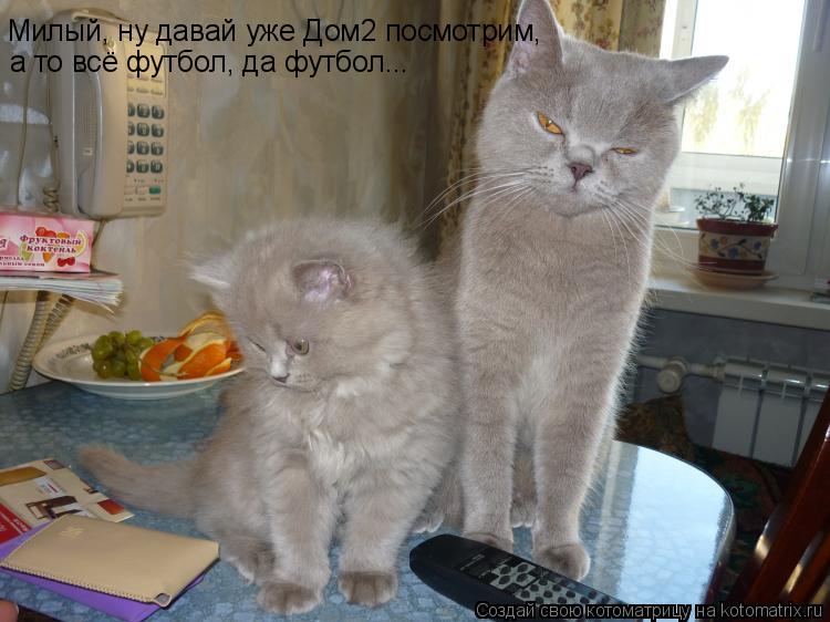 Милый, ну давай уже Дом2 посмотрим, а то всё футбол, да футбол...... Котоматрица: Милый, ну давай уже Дом2 посмотрим, а то всё футбол, да футбол...