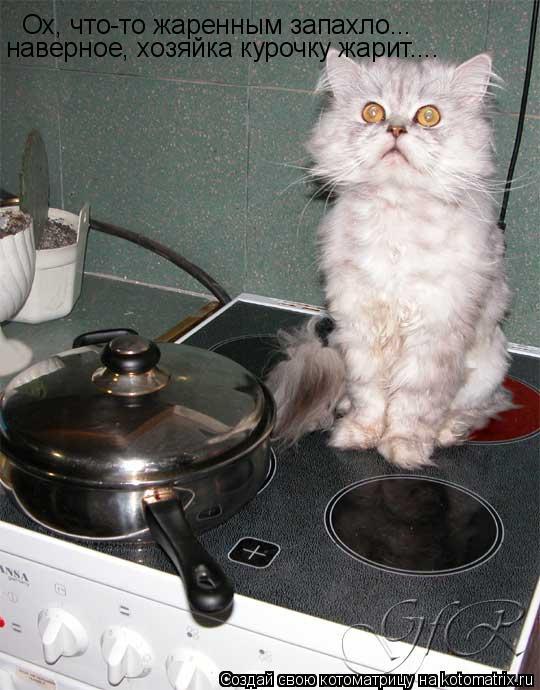 Ох, что-то жаренным запахло... наверное, хозяйка курочку жарит....... Котоматрица: Ох, что-то жаренным запахло... наверное, хозяйка курочку жарит....