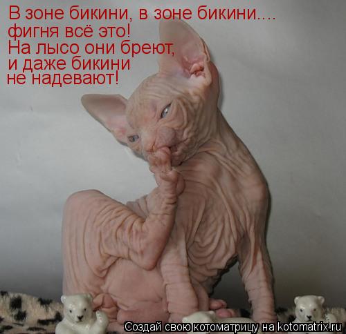 В зоне бикини, в зоне бикини.... фигня всё это! На лысо они бреют, и даже бикини не надевают!... Котоматрица: В зоне бикини, в зоне бикини.... фигня всё это! На лысо они бреют, и даже бикини не надевают!