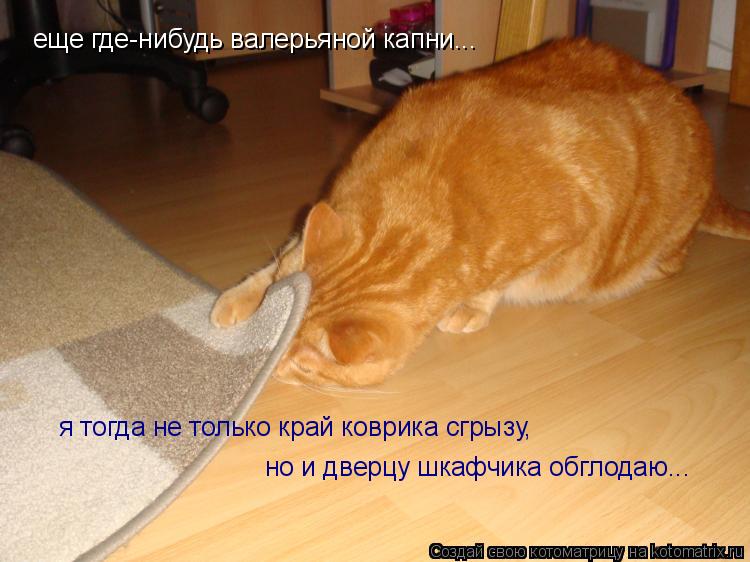 еще где-нибудь валерьяной капни... я тогда не только край коврика сгрызу, но и дверцу шкафчика обглод... Котоматрица: еще где-нибудь валерьяной капни... я тогда не только край коврика сгрызу, но и дверцу шкафчика обглодаю...