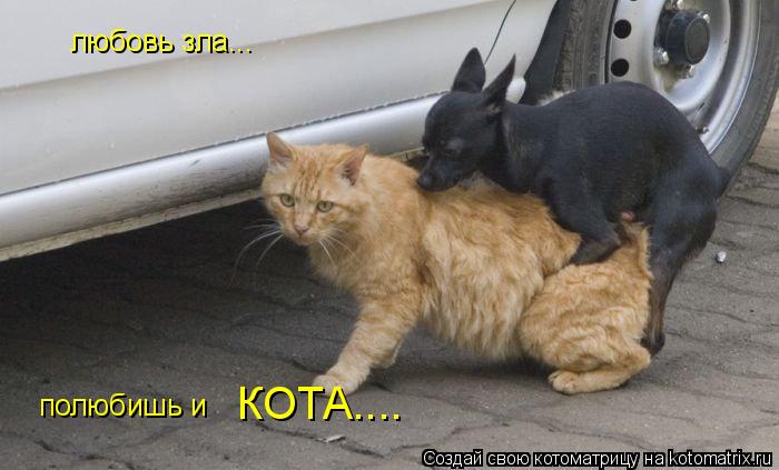 любовь зла... полюбишь и КОТА....... Котоматрица: любовь зла... полюбишь и КОТА....