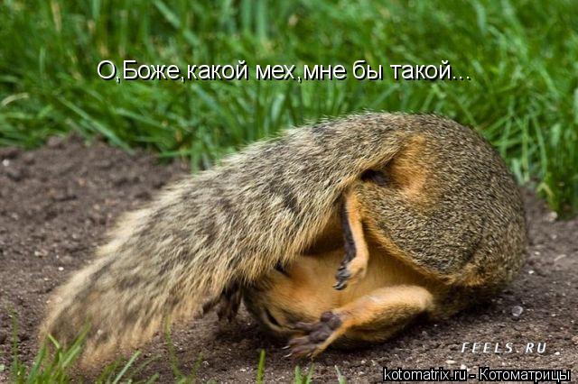 О,Боже,какой мех,мне бы такой...... Котоматрица: О,Боже,какой мех,мне бы такой...