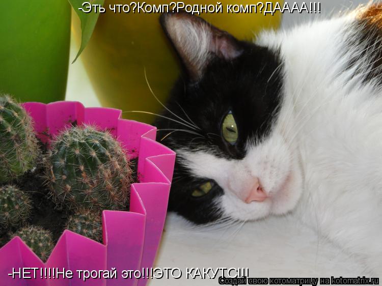 -Эть что?Комп?Родной комп?ДАААА!!! -НЕТ!!!!Не трогай это!!!ЭТО КАКУТС!!!... Котоматрица: -Эть что?Комп?Родной комп?ДАААА!!! -НЕТ!!!!Не трогай это!!!ЭТО КАКУТС!!!