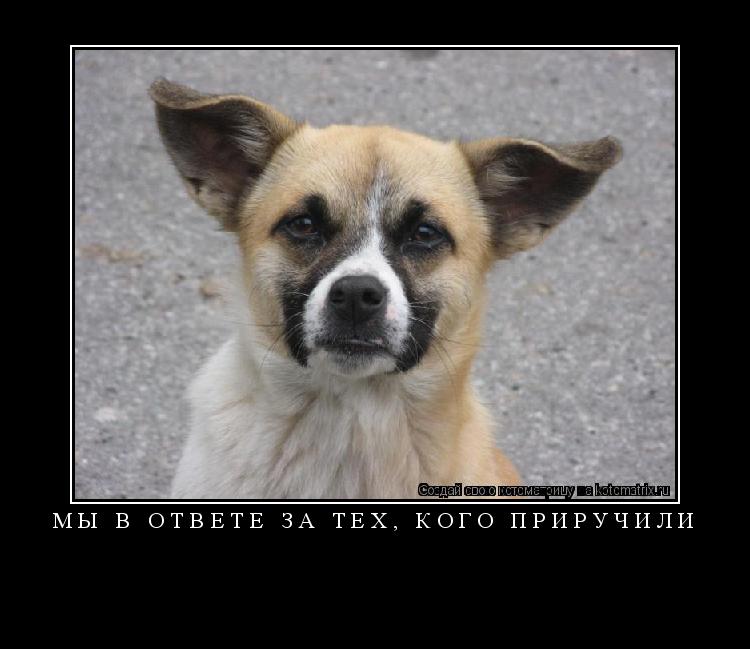 Котоматрица:  МЫ В ОТВЕТЕ ЗА ТЕХ, КОГО ПРИРУЧИЛИ 