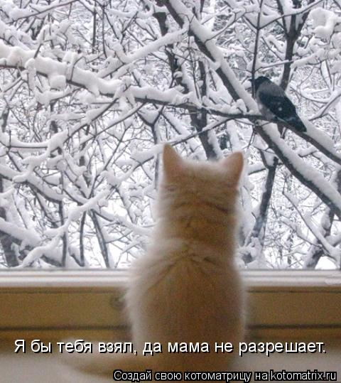 Я бы тебя взял, да мама не разрешает.... Котоматрица: Я бы тебя взял, да мама не разрешает.