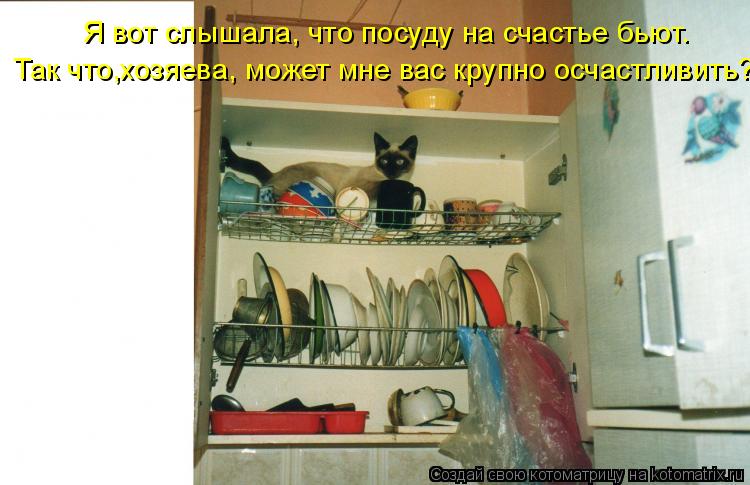 Я вот слышала, что посуду на счастье бьют. Так что,хозяева, может мне вас крупно осчастливить?... Котоматрица: Я вот слышала, что посуду на счастье бьют. Так что,хозяева, может мне вас крупно осчастливить?