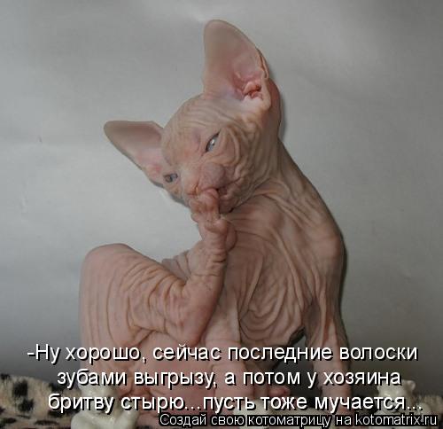 -Ну хорошо, сейчас последние волоски зубами выгрызу, а потом у хозяина бритву стырю...пусть тоже му... Котоматрица: -Ну хорошо, сейчас последние волоски зубами выгрызу, а потом у хозяина бритву стырю...пусть тоже мучается... бритву стырю...пусть тоже мучает