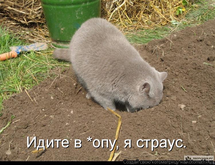 Идите в *опу, я страус.... Котоматрица: Идите в *опу, я страус.