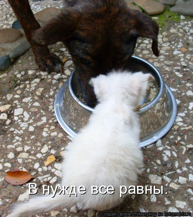 В нужде все равны.... Котоматрица: В нужде все равны.