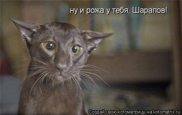 ну и рожа у тебя, Шарапов!... Котоматрица: ну и рожа у тебя, Шарапов!