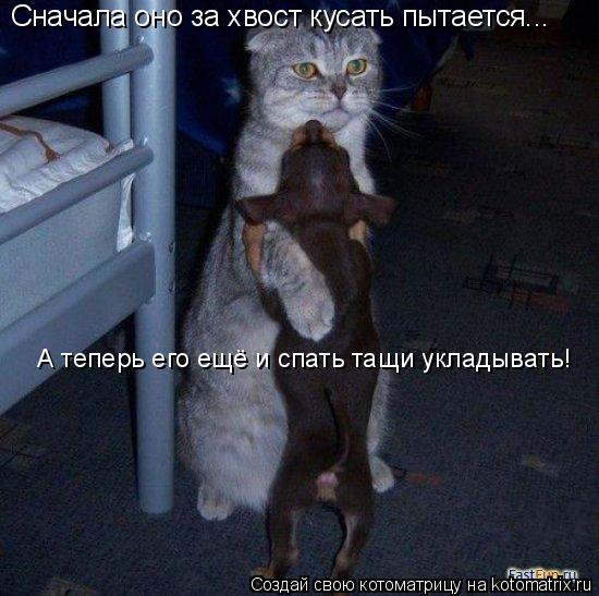 Сначала оно за хвост кусать пытается... А теперь его ещё и спать тащи укладывать!... Котоматрица: Сначала оно за хвост кусать пытается... А теперь его ещё и спать тащи укладывать!