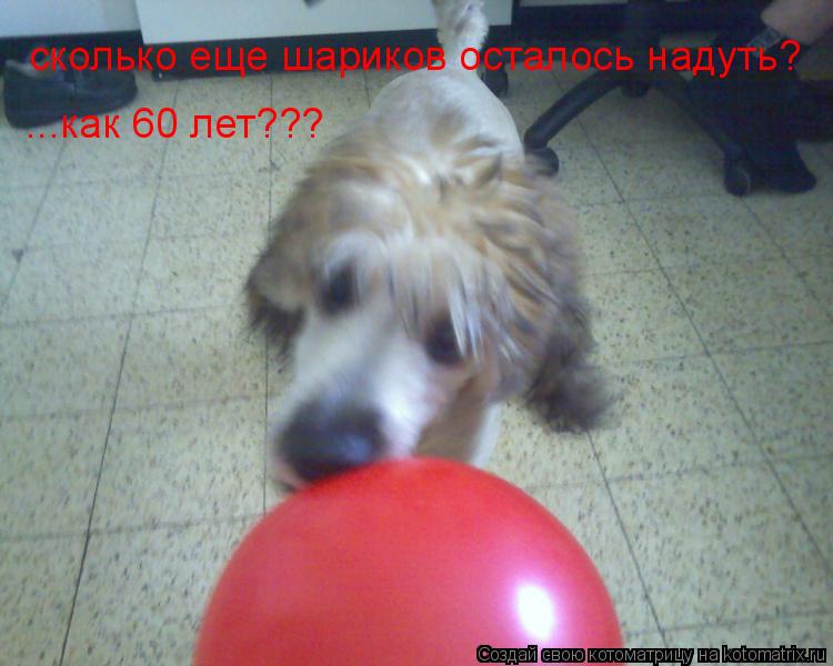 сколько еще шариков осталось надуть? ...как 60 лет???... Котоматрица: сколько еще шариков осталось надуть? ...как 60 лет???