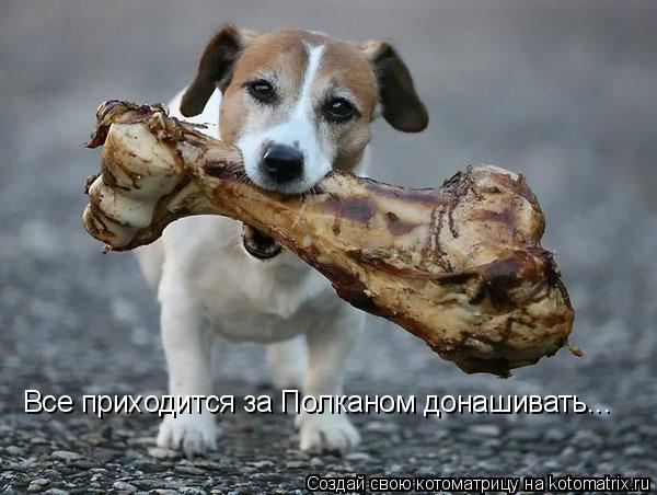 Все приходится за Полканом донашивать...... Котоматрица: Все приходится за Полканом донашивать...