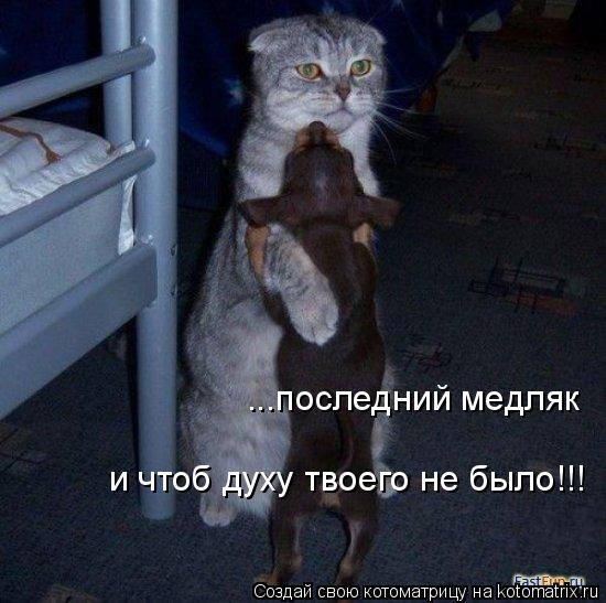 ...последний медляк и чтоб духу твоего не было!!!... Котоматрица: ...последний медляк и чтоб духу твоего не было!!!