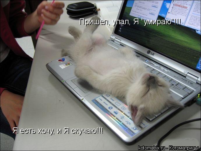 Пришел, упал, Я "умираю"!!! Я есть хочу, и Я скучаю!!!... Котоматрица: Пришел, упал, Я "умираю"!!! Я есть хочу, и Я скучаю!!!