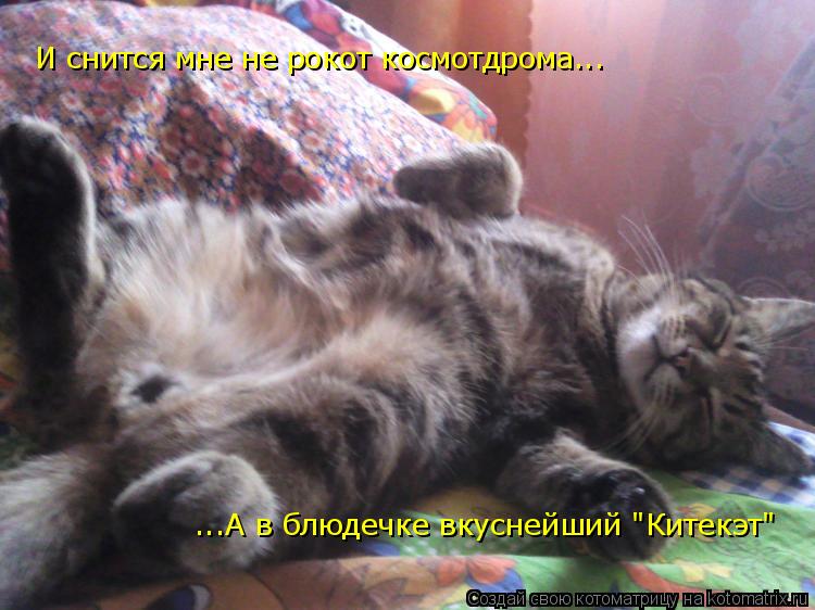 И снится мне не рокот космотдрома... ...А в блюдечке вкуснейший "Китекэт"... Котоматрица: И снится мне не рокот космотдрома... ...А в блюдечке вкуснейший "Китекэт"
