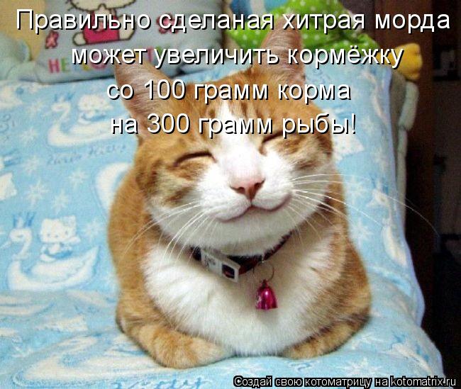 Правильно сделаная хитрая морда может увеличить кормёжку со 100 грамм корма на 300 грамм рыбы!... Котоматрица: Правильно сделаная хитрая морда может увеличить кормёжку со 100 грамм корма на 300 грамм рыбы!