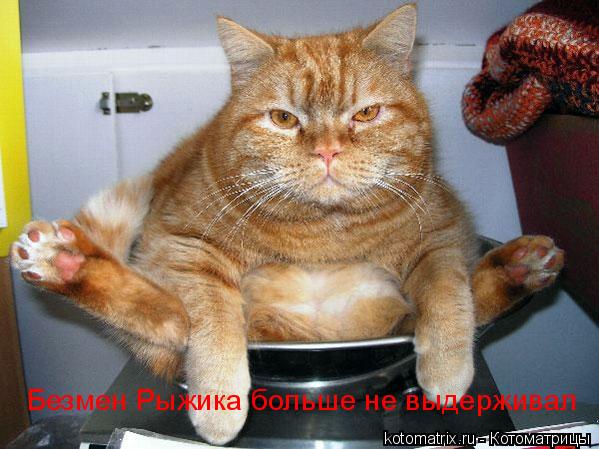 Котоматрица: Безмен Рыжика больше не выдерживал