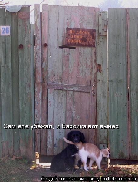 Котоматрица: Сам еле убежал, и Барсика вот вынес