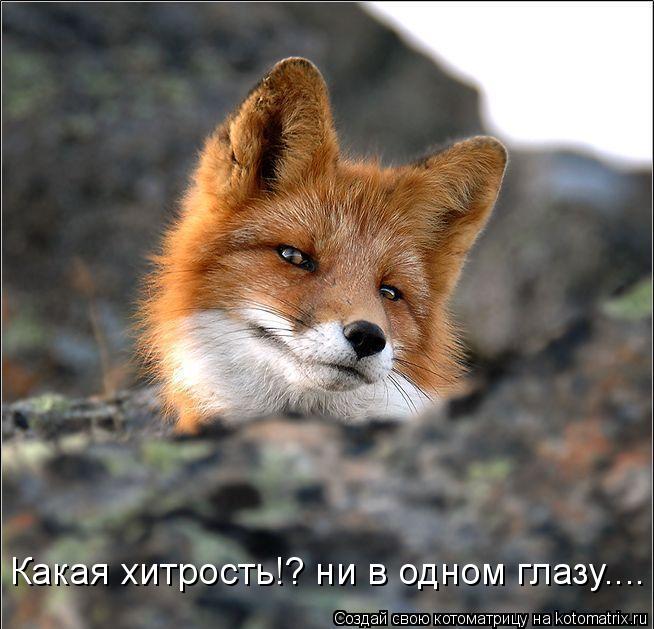 Котоматрица: Какая хитрость!? ни в одном глазу....