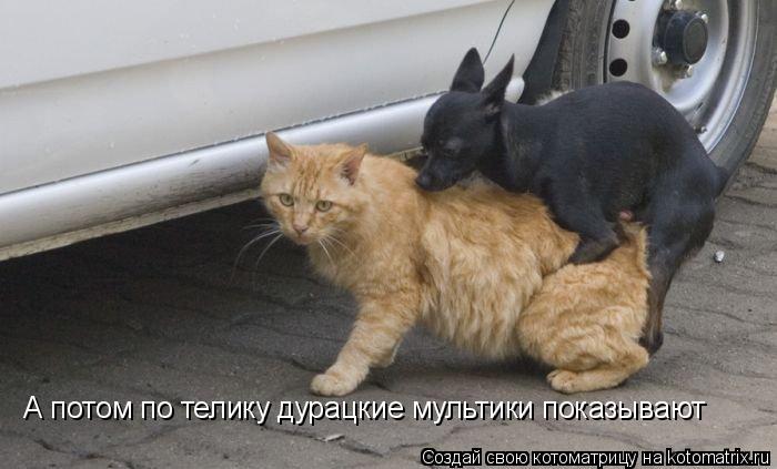 Котоматрица: А потом по телику дурацкие мультики показывают