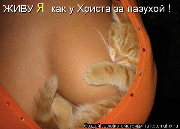 Котоматрица: ЖИВУ Я как у Христа за пазухой !