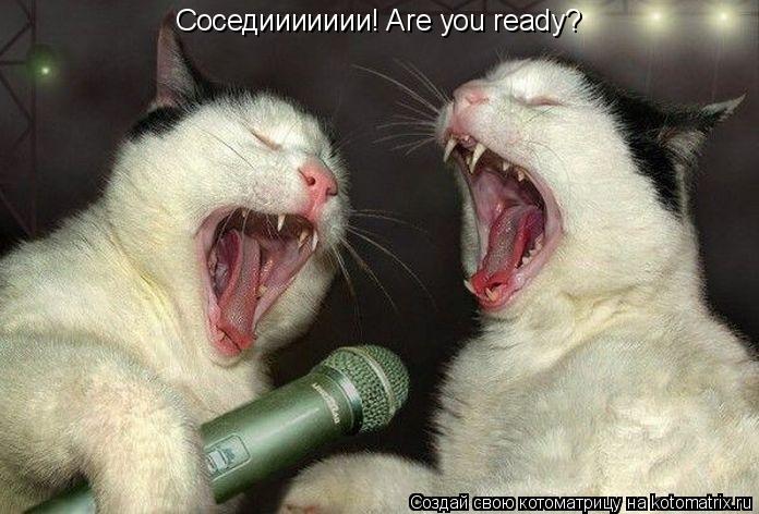 Котоматрица: Соседиииииии! Are you ready?