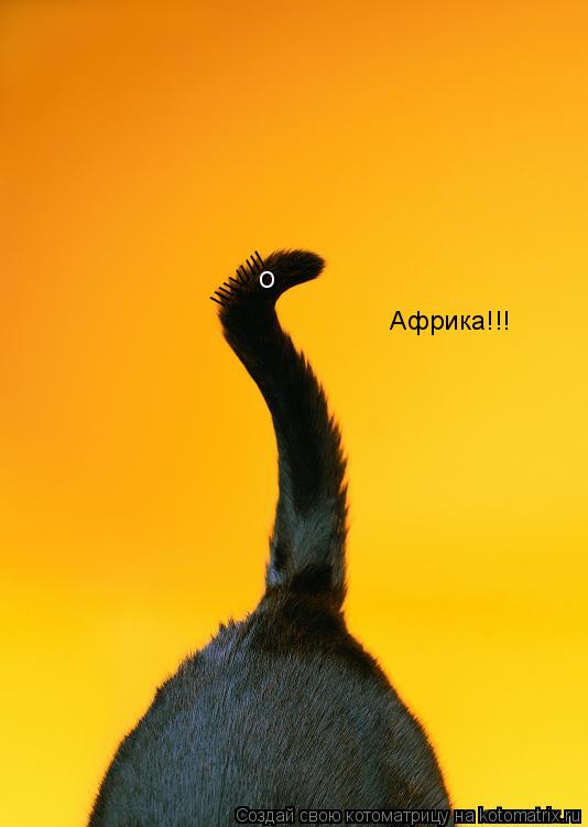 Котоматрица: \\\\\///// o Африка!!!