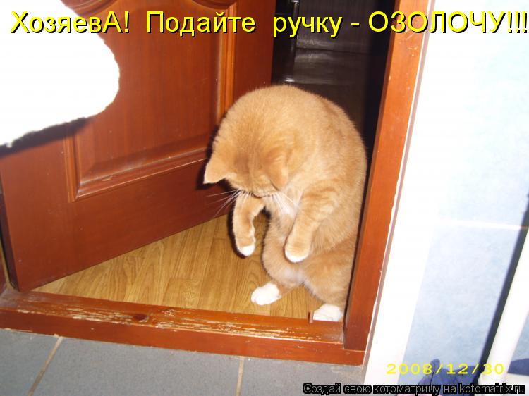 ХозяевА! Подайте ручку - ОЗОЛОЧУ!!!... Котоматрица: ХозяевА! Подайте ручку - ОЗОЛОЧУ!!!