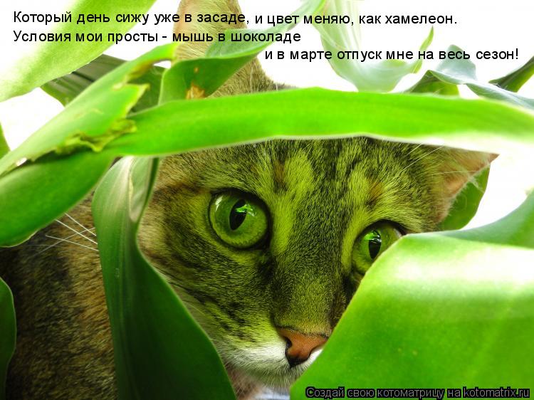 Котоматрица: Который день сижу уже в засаде,  и цвет меняю, как хамелеон. Условия мои просты - мышь в шоколаде и в марте отпуск мне на весь сезон!